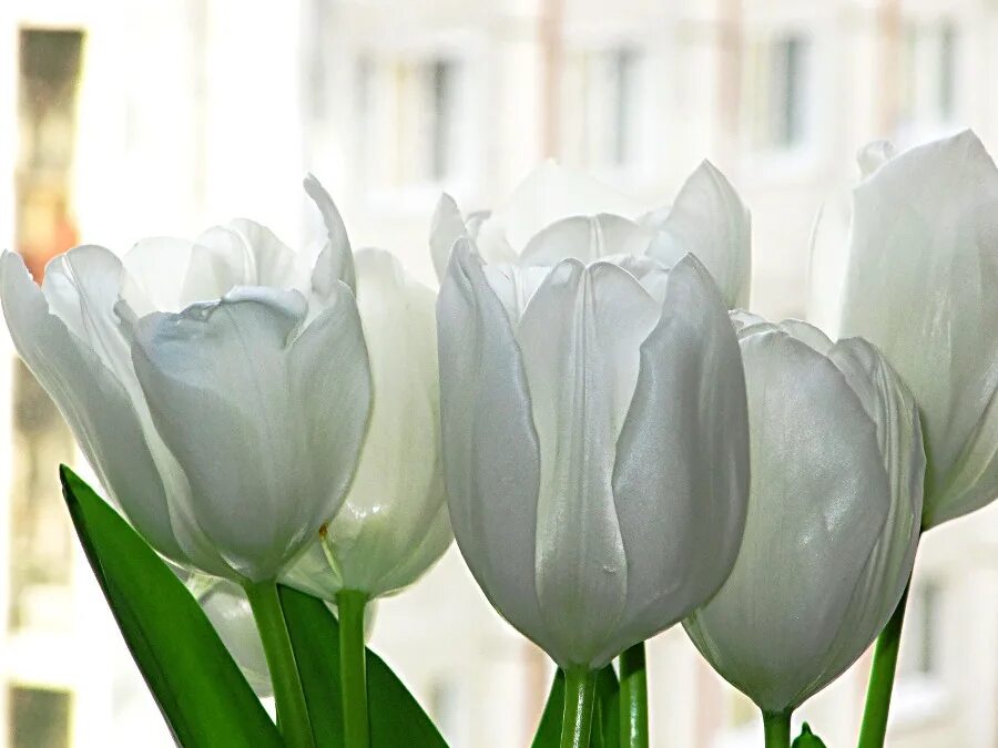 Купить тюльпаны саранск. Тюльпан White Splendour. Белый берлинец тюльпан. Тюльпан Прайм тайм. Раскрывшиеся тюльпаны белые.