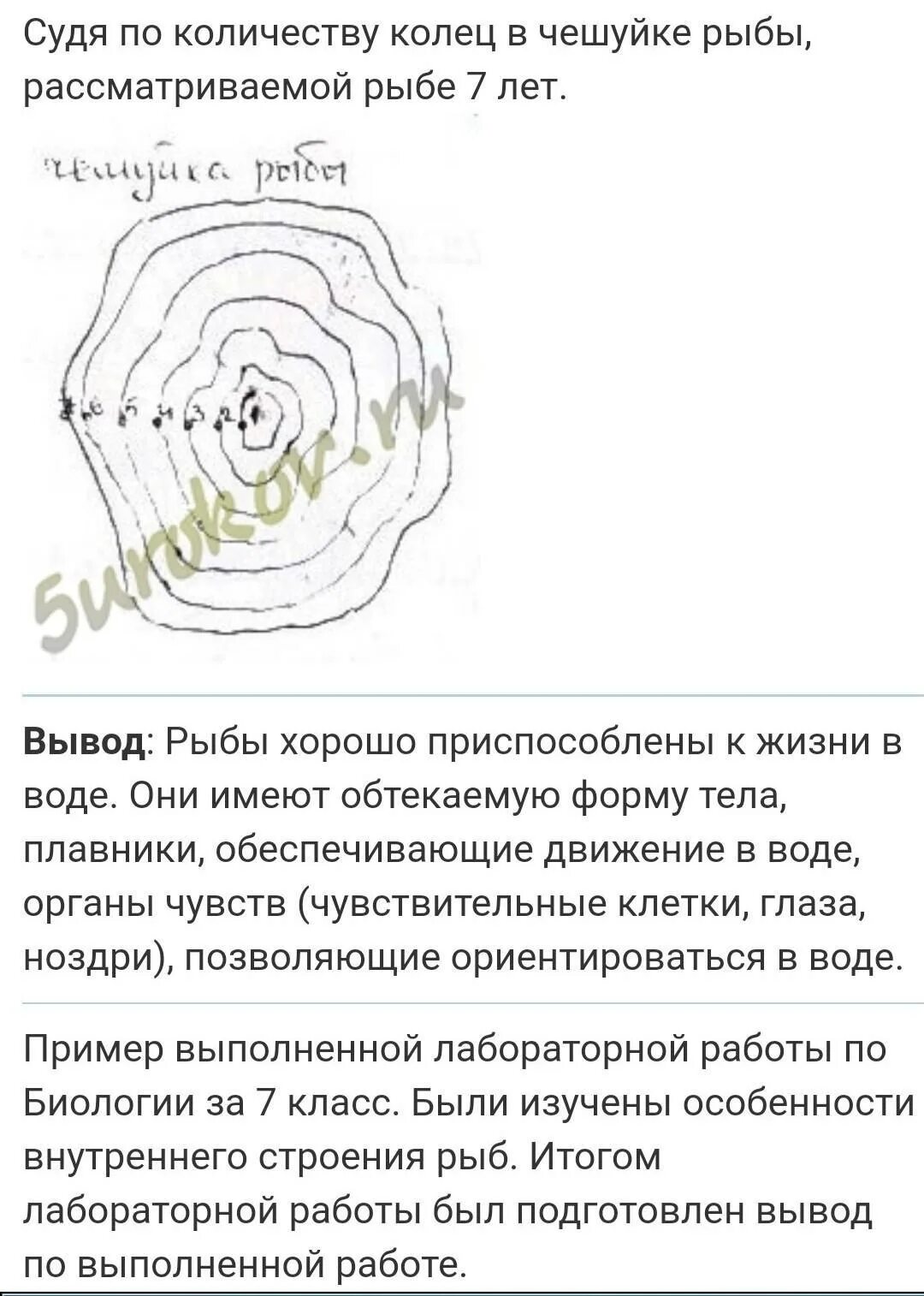 Передвижение рыб 7 класс биология лабораторная работа. Лабораторная работа изучение внешнего строения рыбы. Лабораторная работа внешнее строение и передвижение рыб. Лабораторная работа внешнее строение рыбы. Лабораторная работа изучение внешнего строения и передвижения рыб.