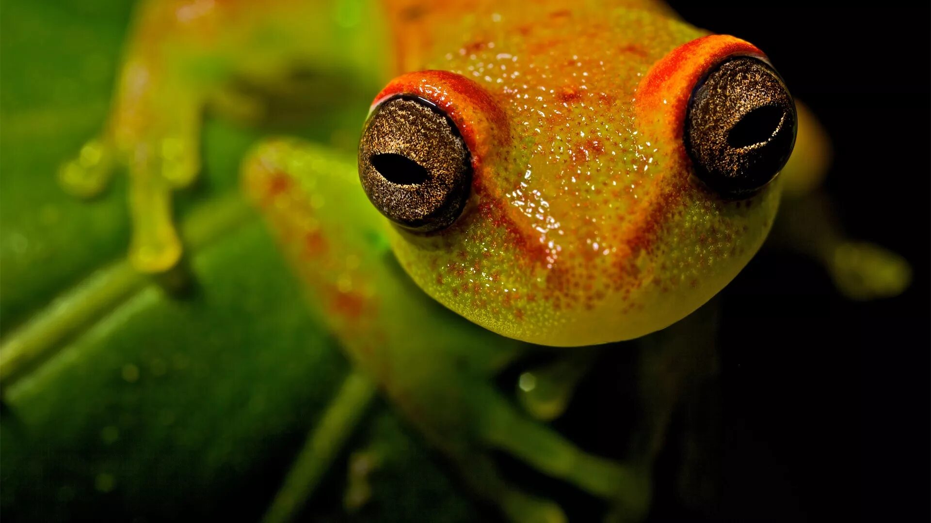 Elephant frog. Лягушка древолаз красноглазая. Красноглазая квакша. Большеглазая древесная лягушка. Лягушка квакша розовая.