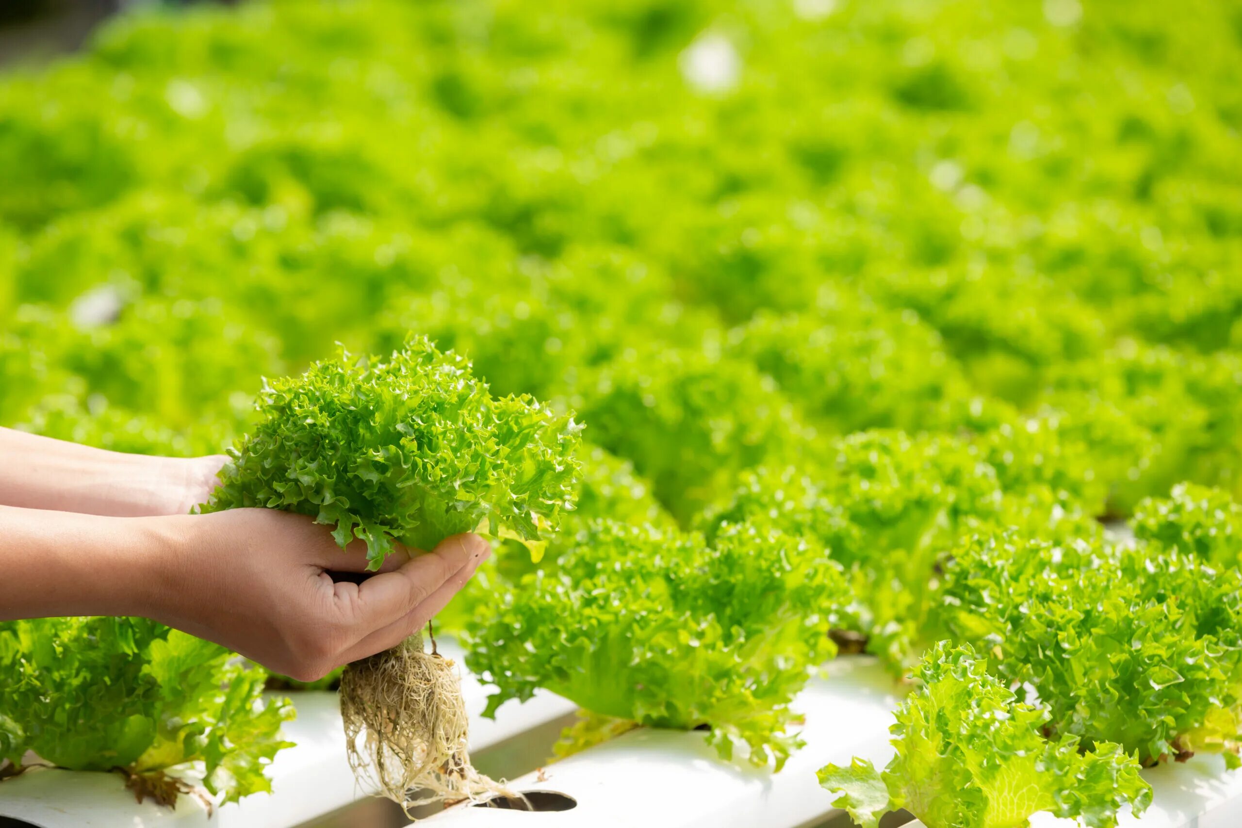 Органическое сельское хозяйство. Салат листовой в гидропонике. Organic Agriculture. Органические фотографии. Plant protection