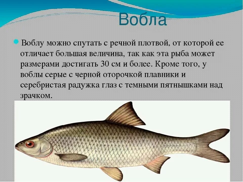 Чем отличается плотва от воблы. Плотва красноперка вобла. Чебак красноперка плотва. Плотва тарань вобла. Рыба чебак и плотва.