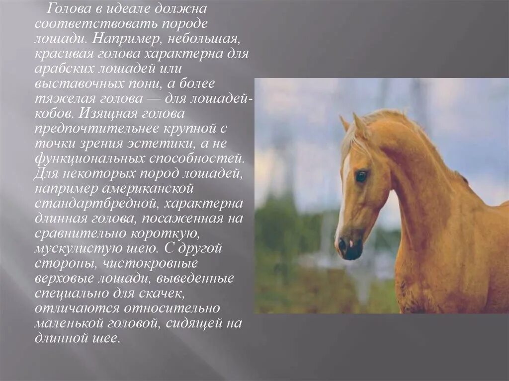 Арабская порода лошадей презентация. Лошадь для презентации. Вывод лошадей. Конь с розовой презентация.