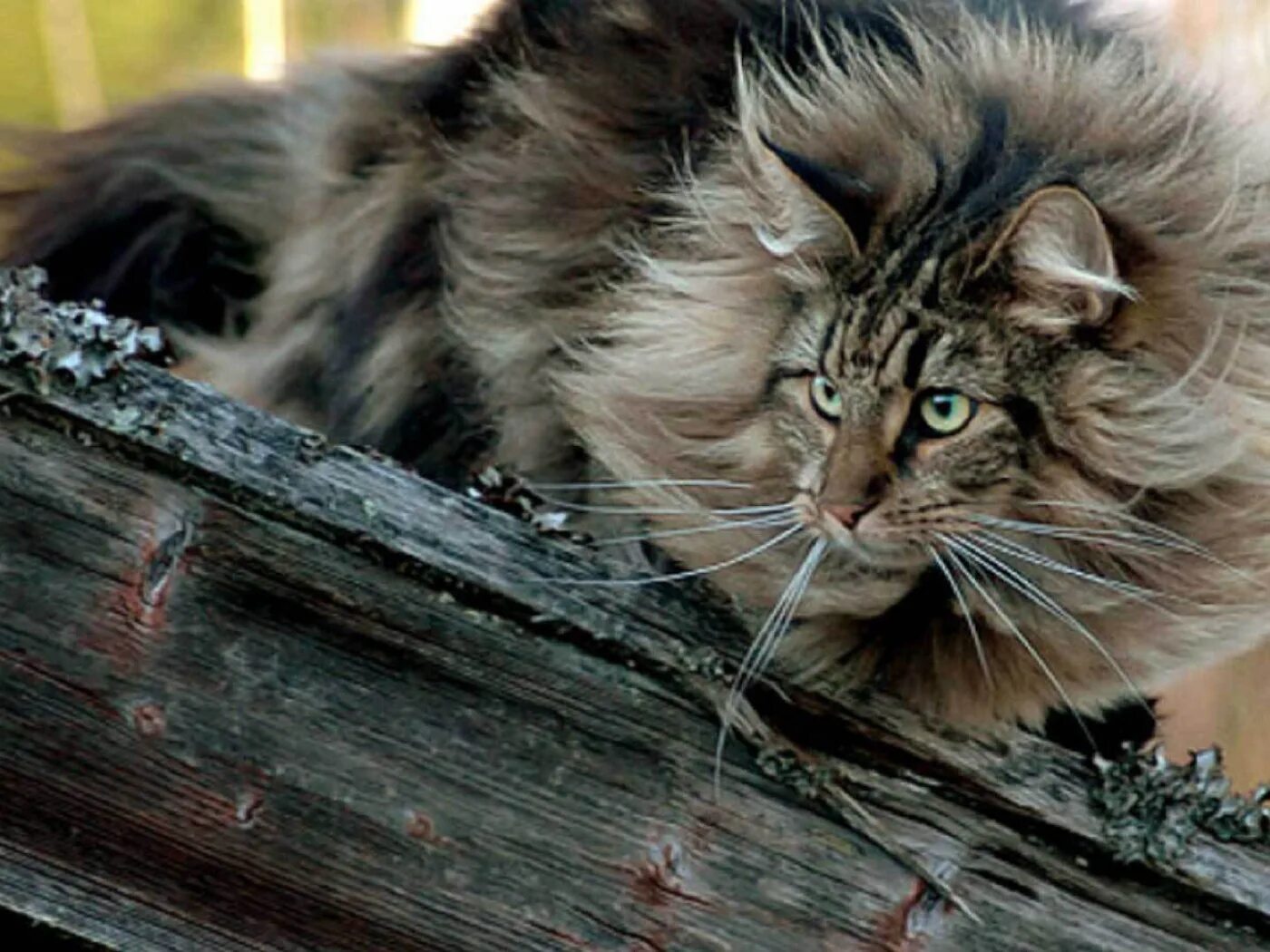Норвежская лесная кошка черно-белая. Норвежский лесной кот черно белый. Кошка породы калико. Кот архитектура 1080. 50 кошек.