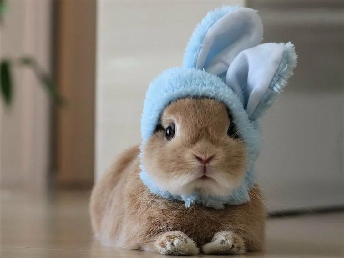 Веселый кролик. Смешные зайчики. Прикольный кролик. Прикольный белый кролик. Забавные кролики.