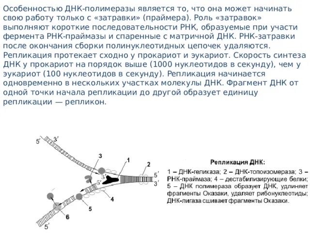 Особенности ДНК полимеразы. РНК затравка функция. Роль РНК полимеразы в репликации. Какую функцию при репликации выполняют короткие ФРАГМЕНТЫ РНК.