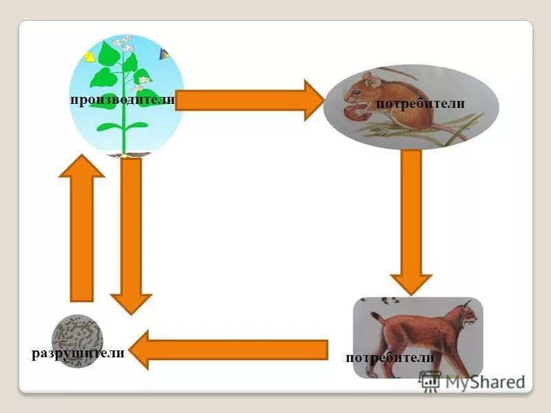 схема великого круговорота жизни 3 класс окружающий мир. круговорот веществ производители потребители разрушители. производители, потребителиhfpheibntkb. производители потребители разлагатели. круговорот веществ производители потребители разрушители.