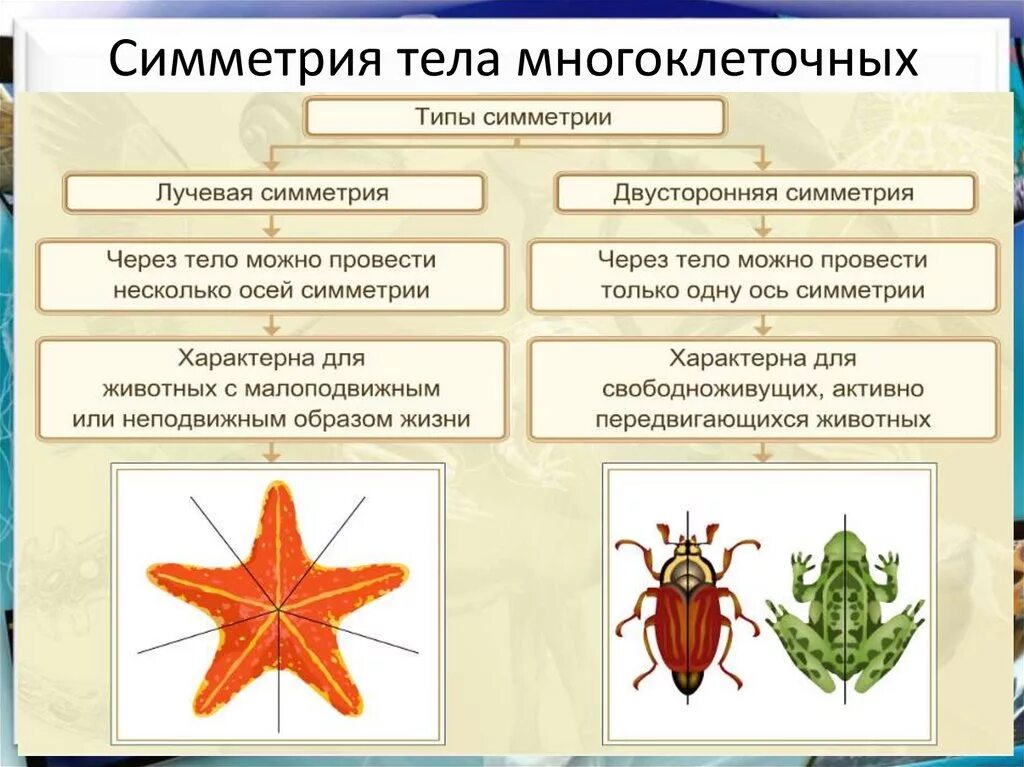 Типы симметрии животных биология. Типы симметрии. Симметрия тела животных. Типы симметрии тела. Тип симметрии мыши