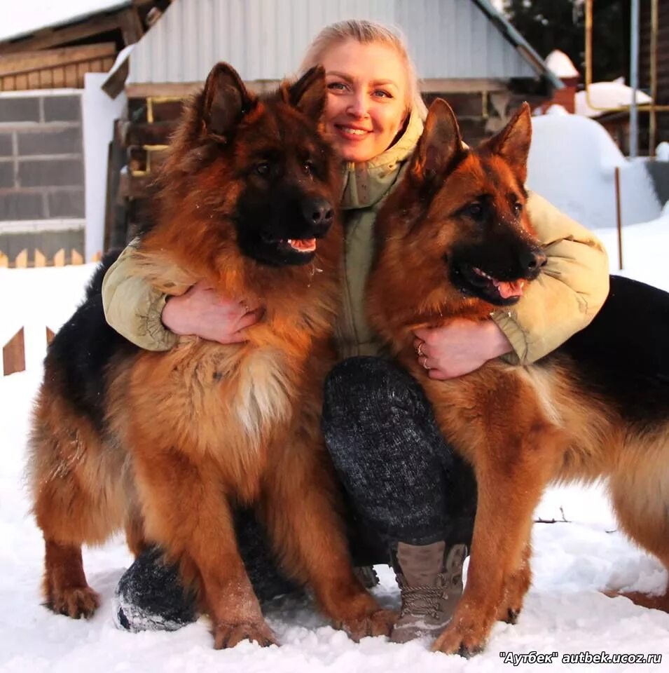 марта хаус питомник немецких овчарок официальный сайт. немецкие овчарки питомник хаус. питомник немецких овчарок эйдос в нижнем. немецкие овчарки питомник хаус. нордхейм питомник немецких овчарок.