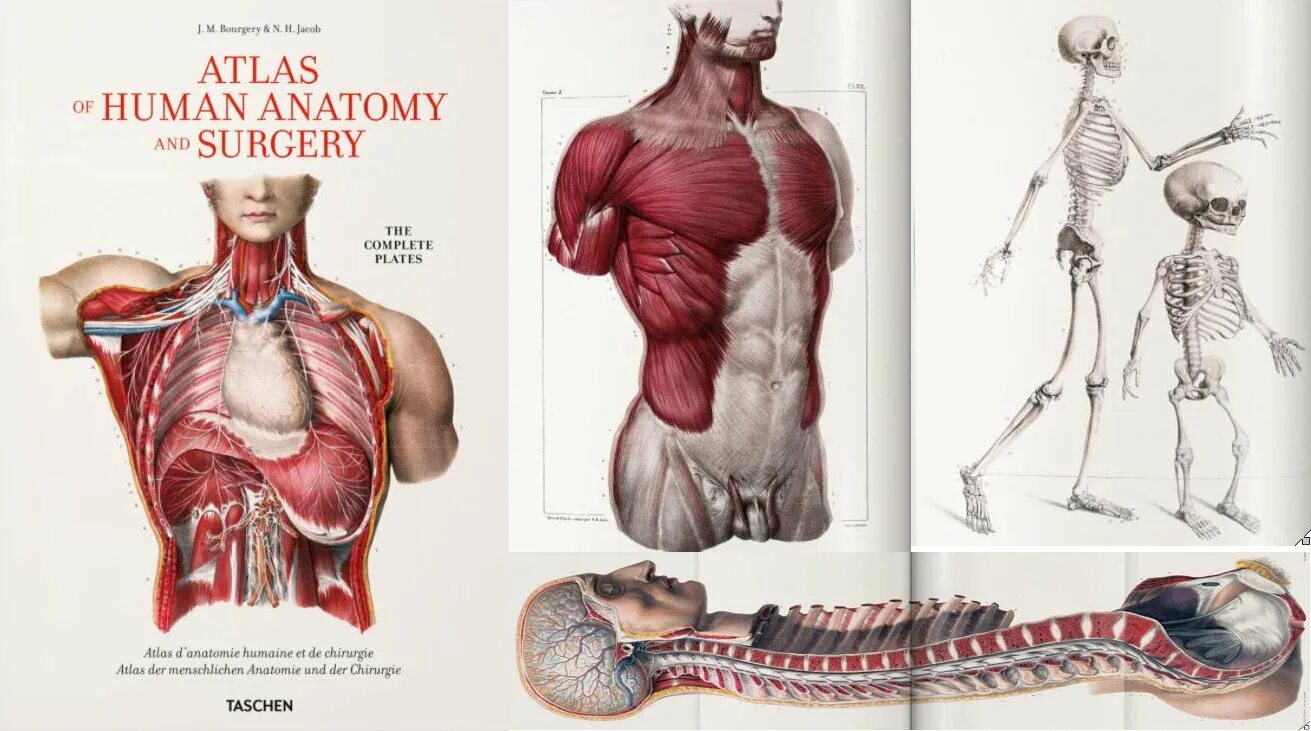 Bourgery. Atlas of Human Anatomy and Surgery. Анатомический атлас человека в картинках.