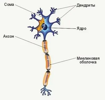 Аксон серое вещество