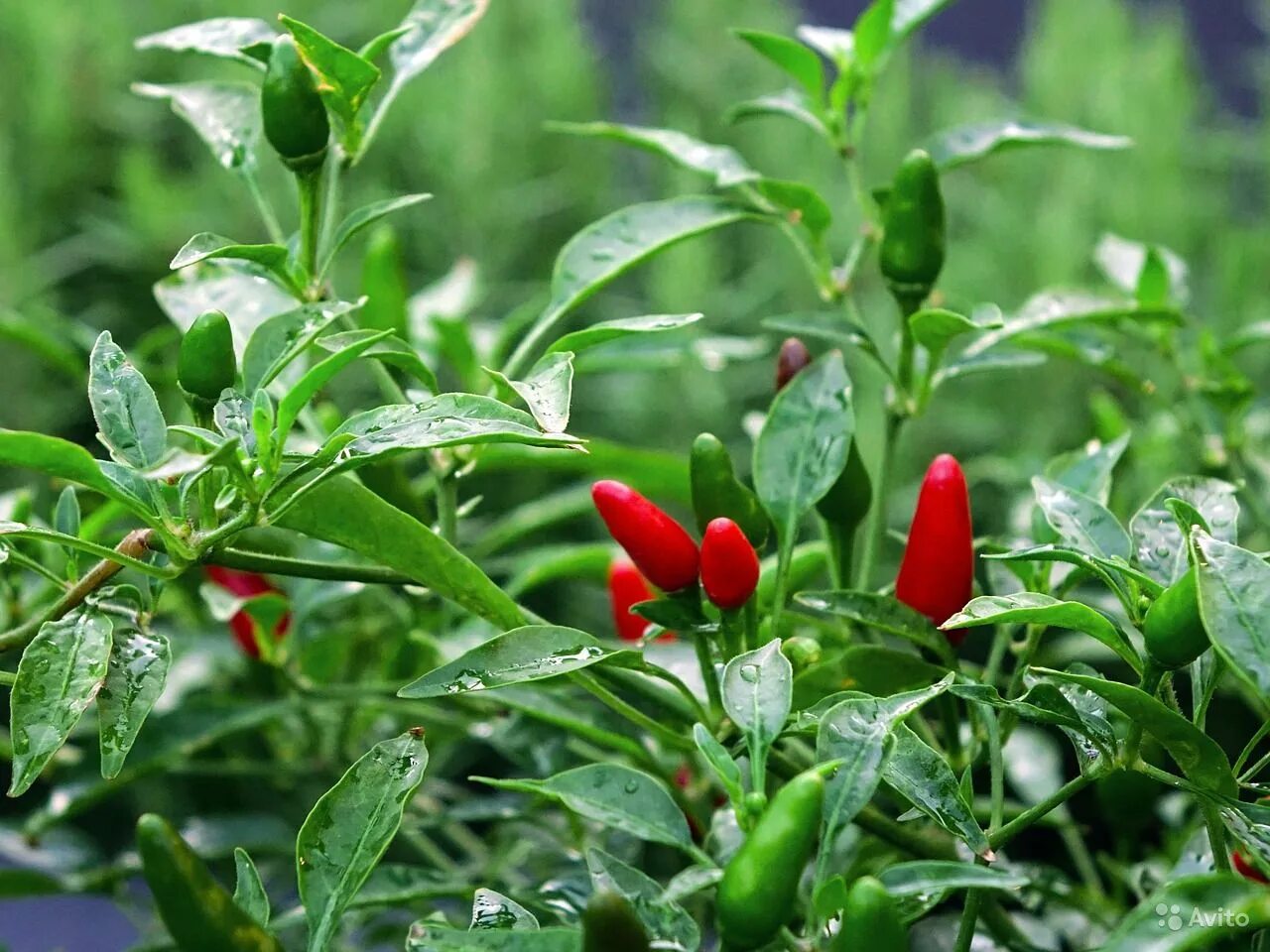 Как выглядит куст перца. Перец чили птичий глаз. перца capsicum annuum. горький перец птичий глаз. перец декоративный f1 сальса.