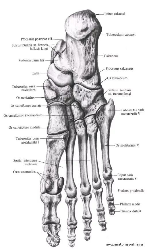 Кости стопы человека анатомия. Кости стопы анатомия человека Синельников. Кости стопы анатомия Синельников. Ладьевидная кость стопы анатомия.