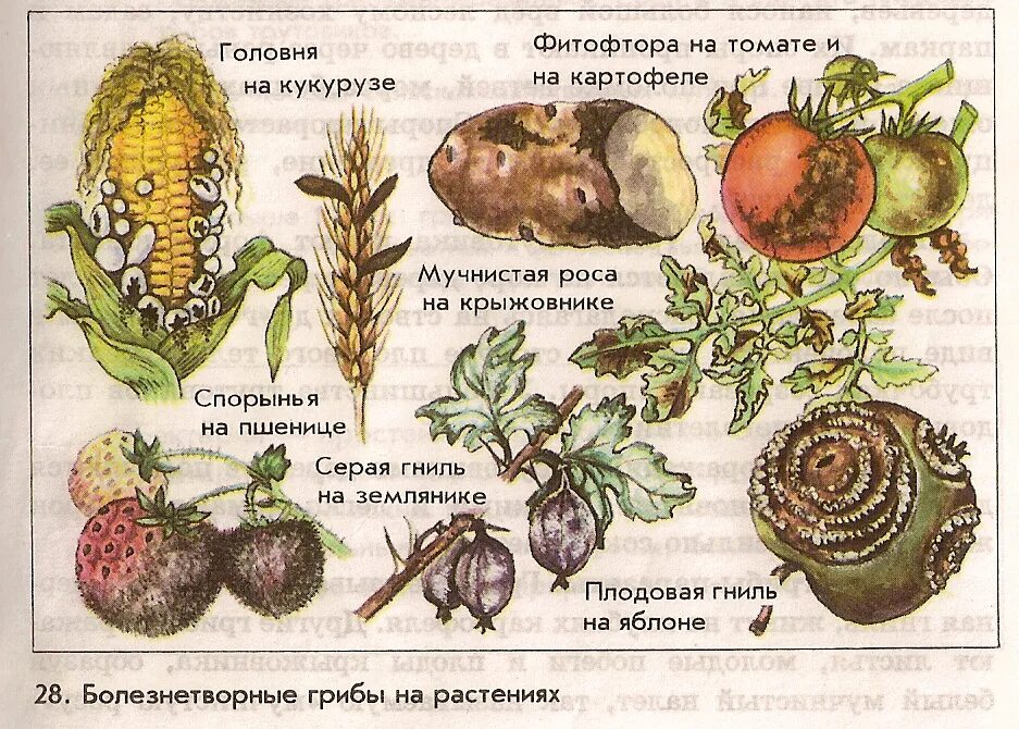 Почему головня и фитофтора распространены. Грибы паразиты культурных растений. паразитические грибы названия. головня и спорынья грибы паразиты. грибы-паразиты культурных растений названия.