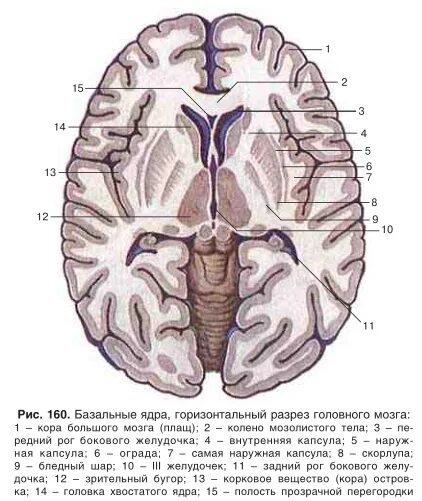 Ядра мозга образованы. Базальные ядра мозга анатомия. Подкорковые ядра головного мозга анатомия. Базальные ядра полушарий мозга. Базальные (подкорковые) ядра конечного мозга.