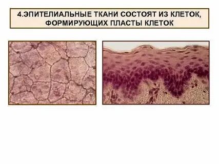 Эпителиальные ткани образованы клетками
