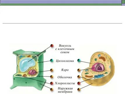 Клетка животного ядро цитоплазма