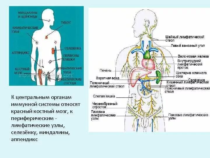 Органы иммунной системы лимфатические узлы. Селезеночные лимфатические узлы. Периферические органы иммунной системы человека. К центральным органам иммунной системы относят. Лимфатические узлы таблица