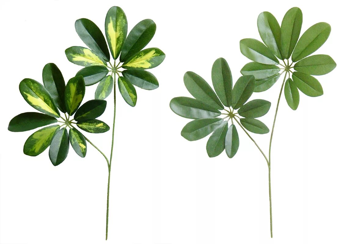 Шеффлера строение листа. Зонтик цветок комнатный шеффлера. Шеффлера джимми. Greenary sidia leaves. Шеффлера heart leaf.