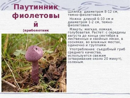 Сообщение о грибах занесенных в красную книгу