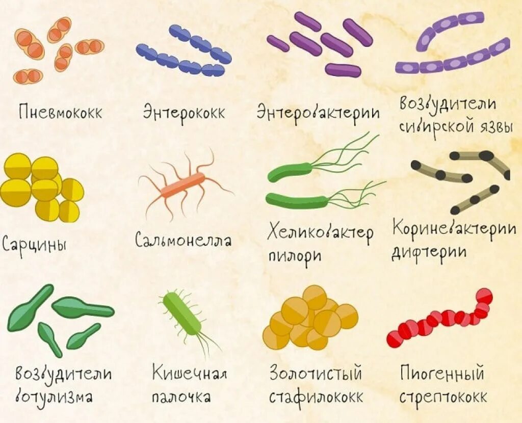 Примеры бактерий биология. Какой формы бывают бактерии. Формы и названия бактерий. Вибрионы примеры бактерий.