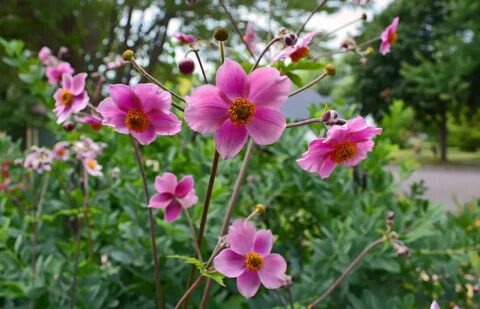 Blooming plants