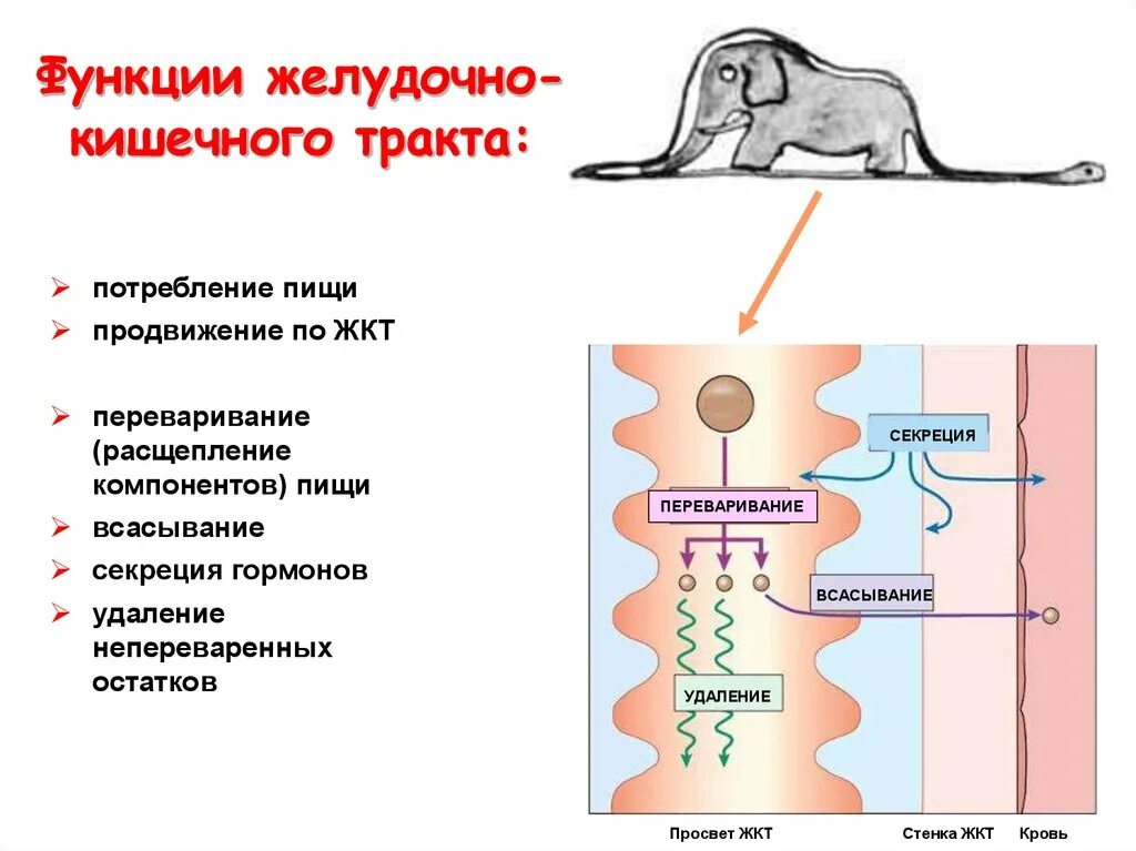 Функция всасывания пищеварительной системы