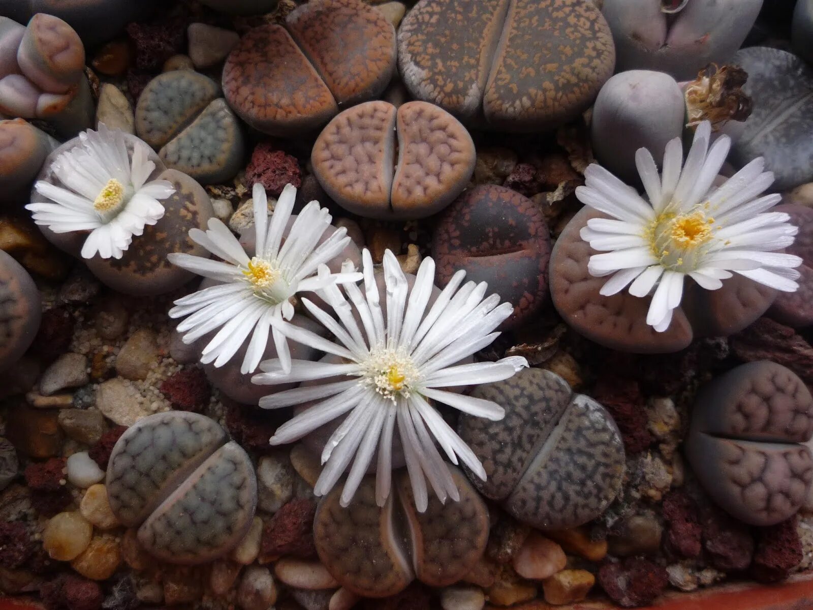 литопс конофитум. суккуленты литопсы. кактусы литопсы. цветок литопс живые камни. орешек суккулент литопс lithops lesliei аlbinica.