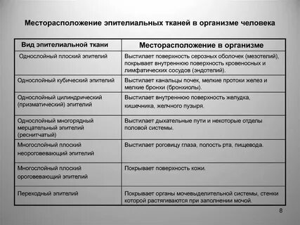 Местоположение тканей в организме человека