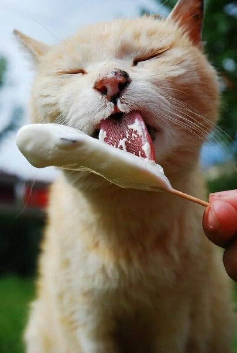 Коты мороженщик. Котик с мороженым. Кот ест мороженое. Котенок мороженое. Кот облизывается.