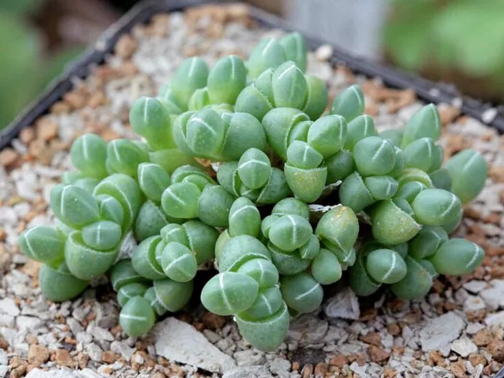 شهر کاکتوسه on Instagram: "تیتانوپسیس . #notocactus# Mammillaria# Obregonia #eup