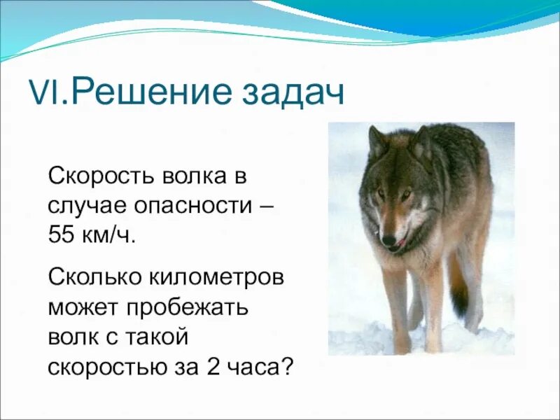 Скорость волка. Скорость волка км/ч. Сколько скорость волка. Скорость бега волка в км/ч.