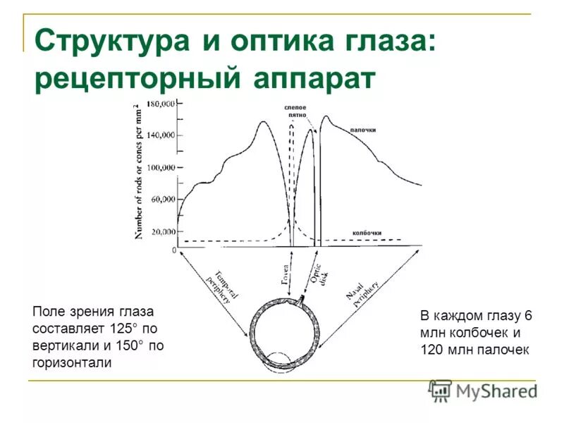 пропасть из поля зрения мужчины. центральные скотомы в поле зрения.