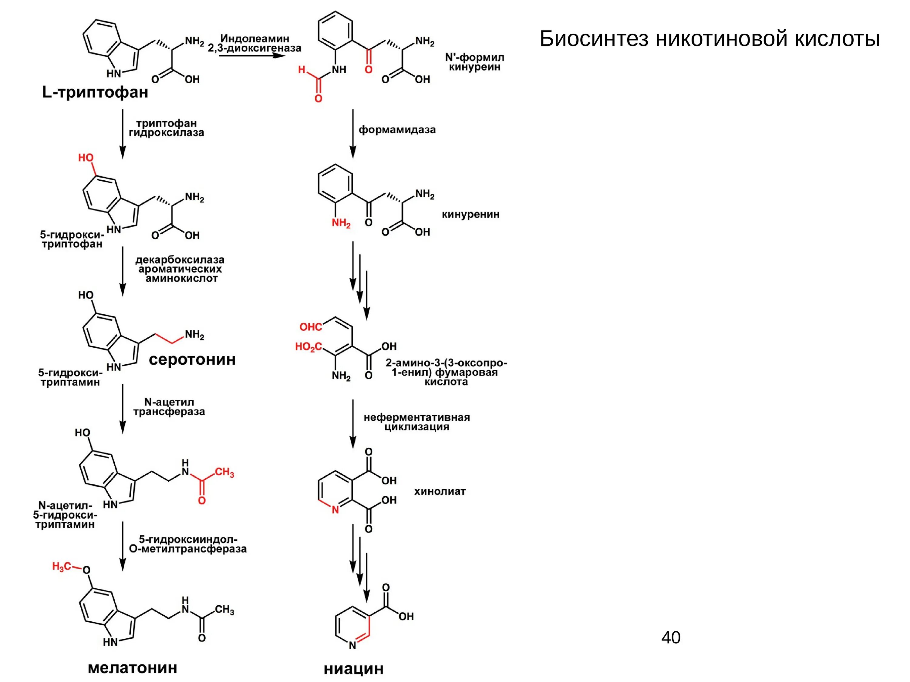 Биосинтез витаминов. Синтез мелатонина из триптофана. Биосинтез серотонина из триптофана. Схема синтеза триптофана. Схема синтеза меланина биохимия.