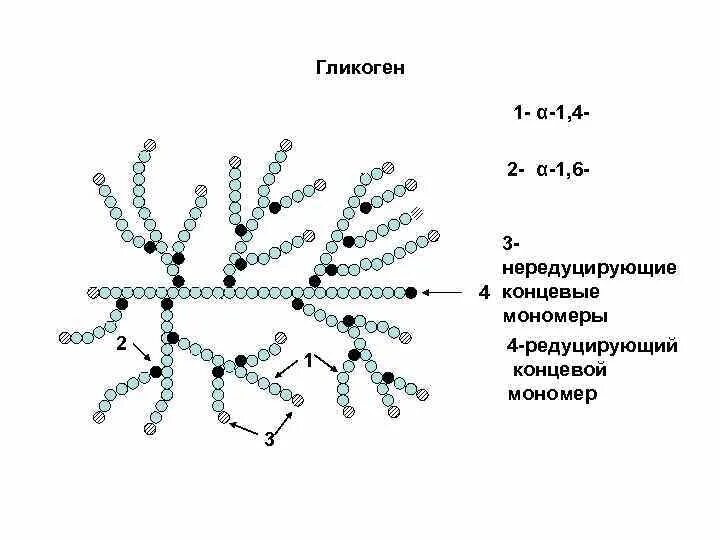 Мономером гликогена является. Структура гликогена. гликоген строение. гликоген строение химия. мономер гликогена.