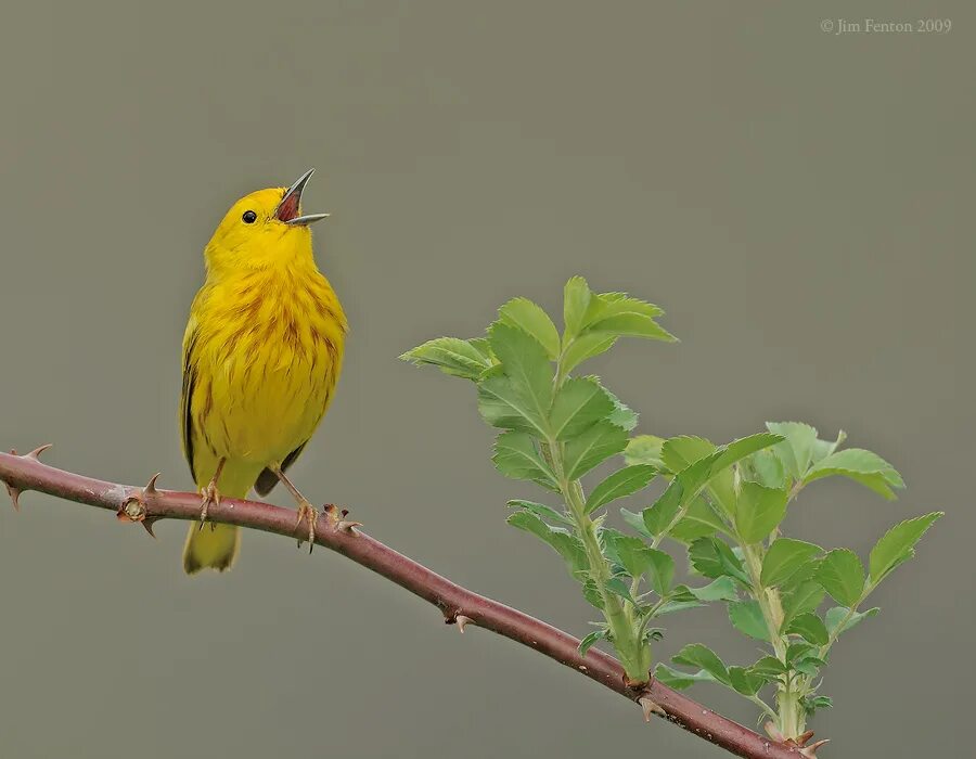 Птицы поют. Желтая птица. Желтая поющая птица. Канарейка.