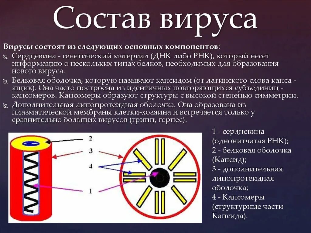 Вирусы состоят из. Из чего состоит вирус. Состав вируса. Химический состав вирусов.