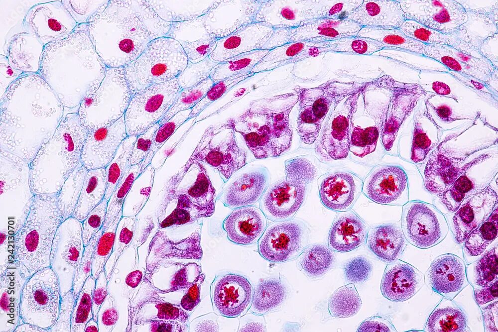 Деление клеток спорогенной ткани. Поперечный срез пыльника лилии. Пыльник лилии ткани. Lily anther.