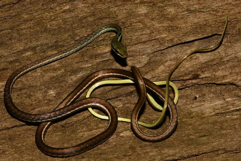 Змеи с полосками на спине. Dendrelaphis bifrenalis. Коричневая змея. Древесные змеи коричневые. Змея бронзового цвета.