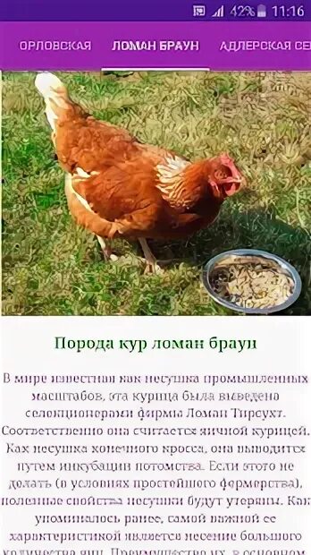 Куры породы браун характеристика. Куры Ломан Браун. Несушки Ломан Браун описание. Куры Ломан Браун яйценоскость. Курица Ломан Браун яйценоскость.