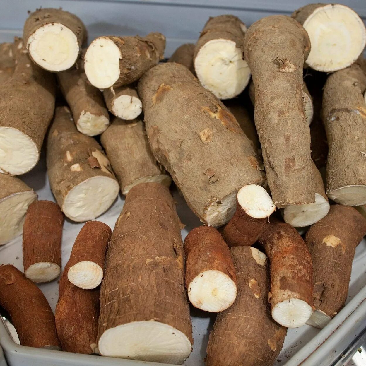 Маниок корнеклубень. Маниок корнеплод. Cassava растение. Листья маниока. Корни маниока.