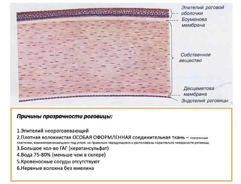 Гистогенез сердечной ткани. Репетитор по гистологии. Репетитор по гистологии. Репетитор по гистологии. Гистогенез сердечной ткани.