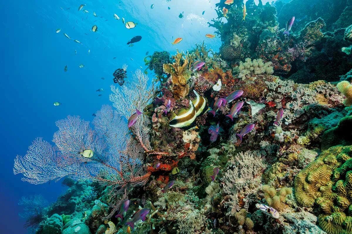 Never been better': Geophysicist discusses 'untrustworthy' Great Barrier Reef co