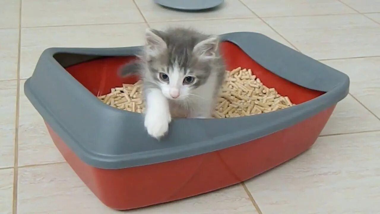 Как приучить к новому наполнителю