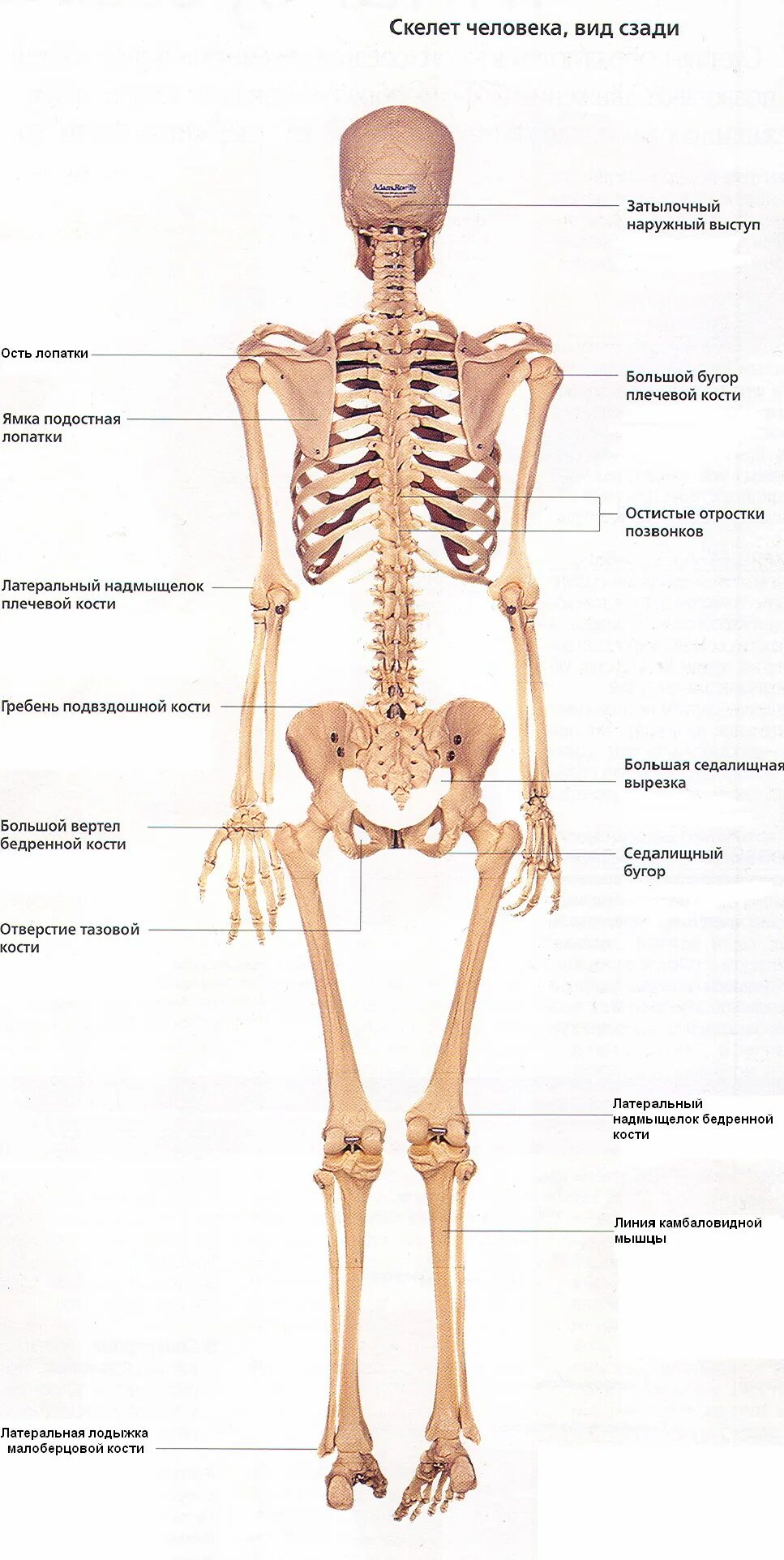 Скелет человека с описанием костей. Скелет человека бедро