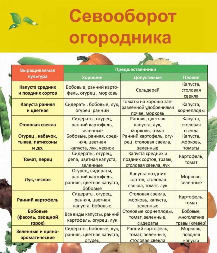 Таблица севооборота овощных культур. Севооборот овощей в огороде на грядках. Севооборот овощей в огороде таблица. Таблица севооборота овощных на грядках. Чередование культур в севообороте