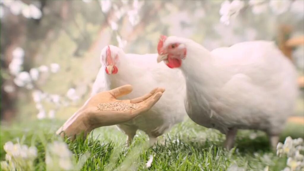 Курице не больно курица довольна. Курица довольна выражение. Довольная курица. Довольная курица картинки. Чокнутая курица.