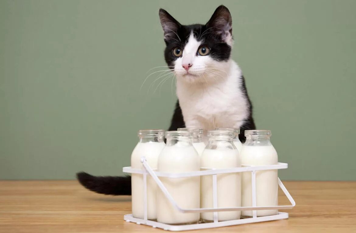 Молочный кот. Кошка и молоко. Кот пьет молоко. Молоко для котят. Можно ли кошечек