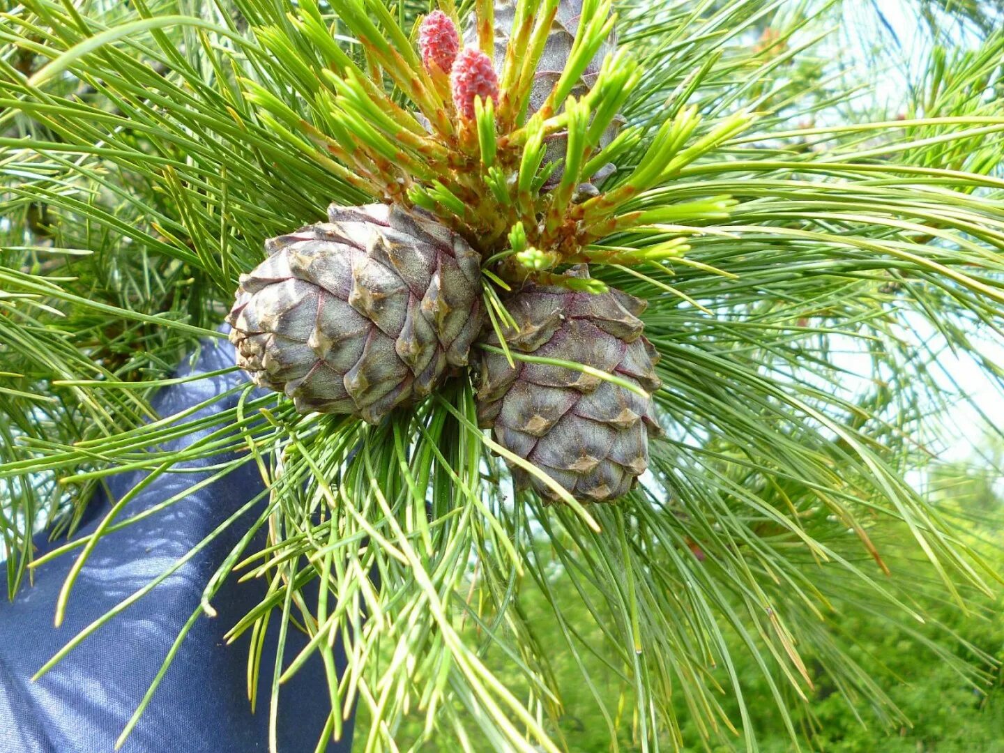 Сосновые порядок хвойные. Семейство сосновые Pinaceae. Сосна Кедровая Сибирская. Сосна Кедровая отдел. Сосновые представители.