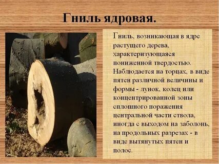 Понятие ядровая древесина