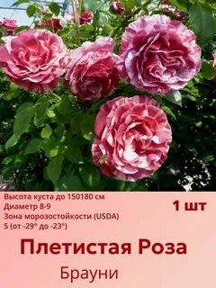 Описание розы брауни